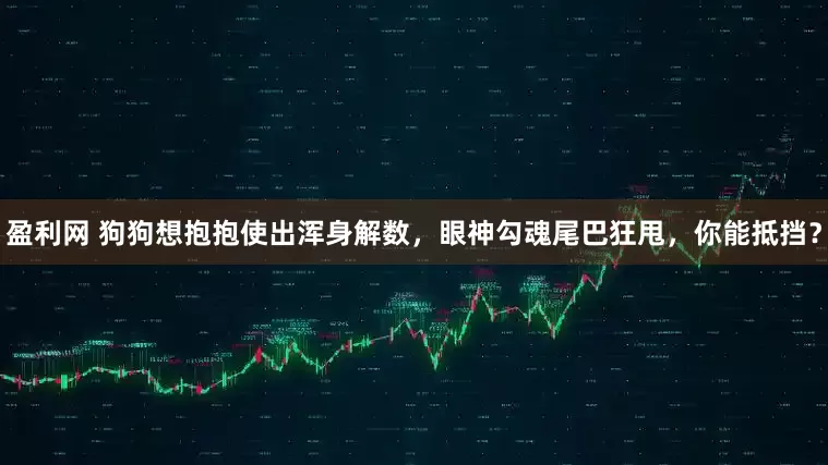 盈利网 狗狗想抱抱使出浑身解数，眼神勾魂尾巴狂甩，你能抵挡？