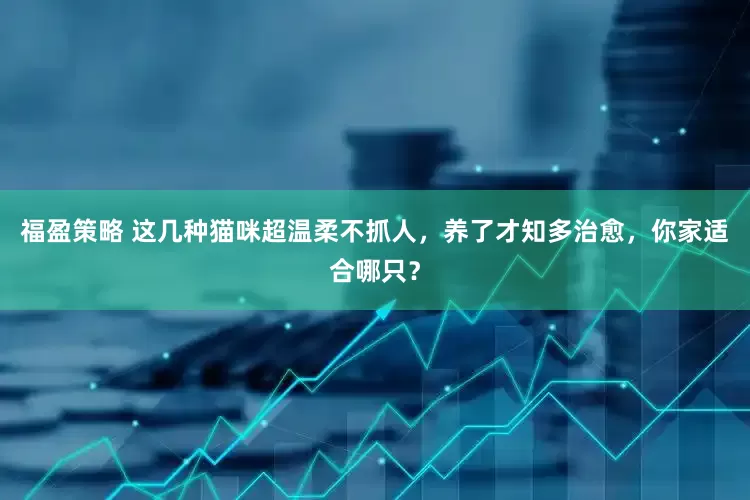 福盈策略 这几种猫咪超温柔不抓人，养了才知多治愈，你家适合哪只？